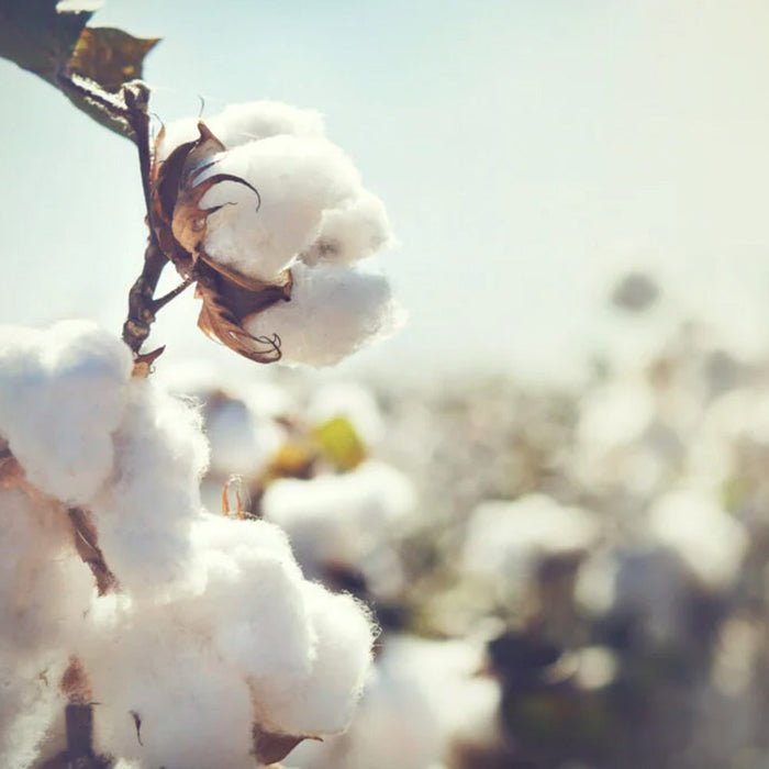 Milkbottle Candle, Large - Cotton Blossom