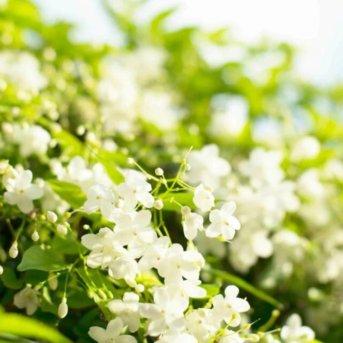 Milkbottle Candle, Large - Jasmine & Honeysuckle