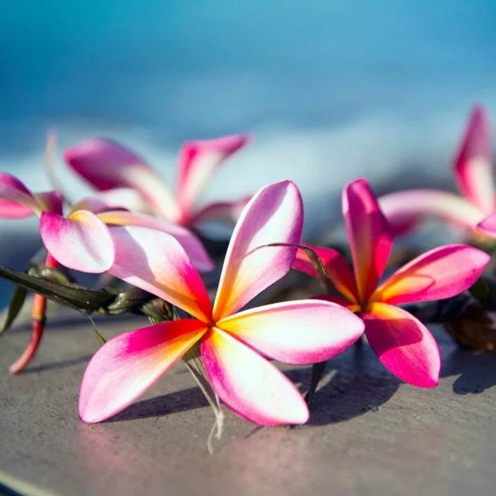 Butter Jar Candle, Large - Tiki Beach Flower