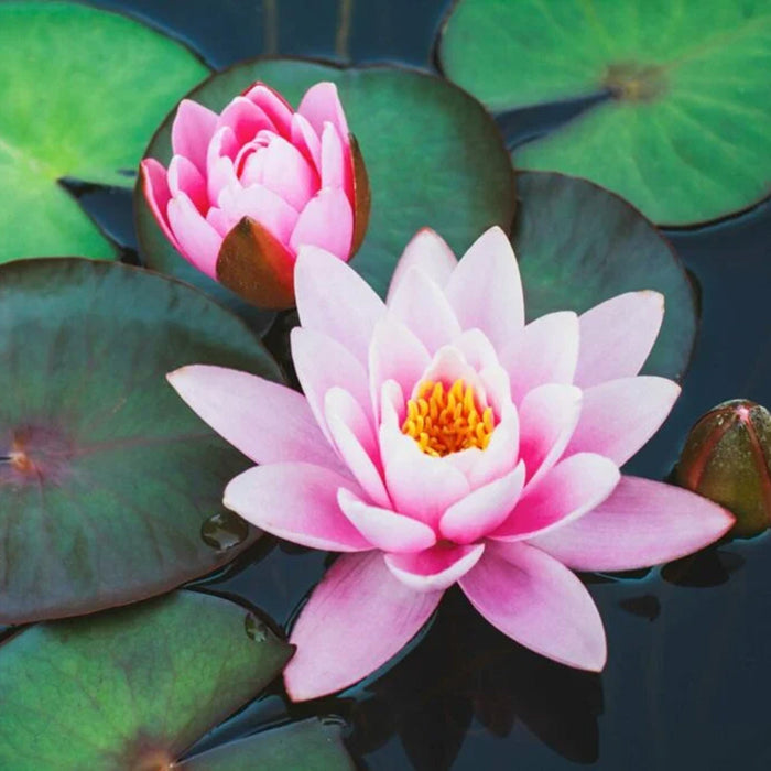 Butter Jar Candle, Large - Water Lily