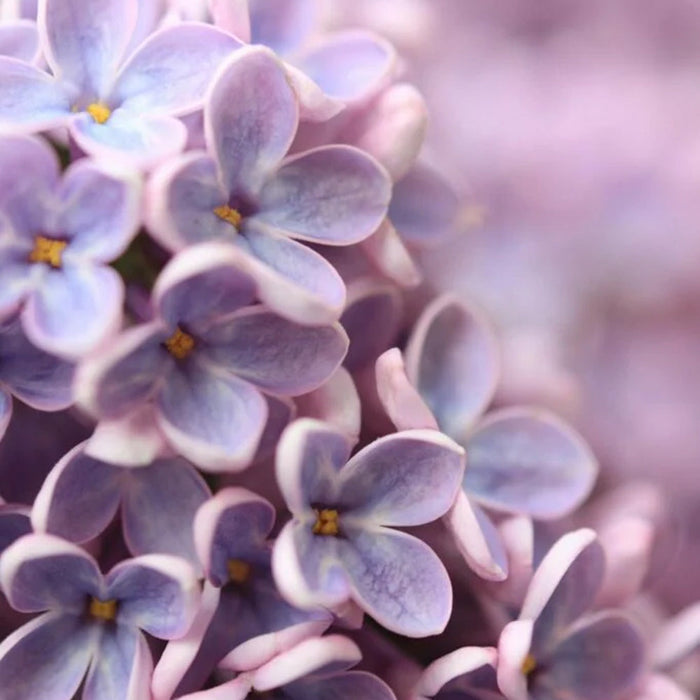 Farmhouse Fragrance Melts - Wild Lilacs