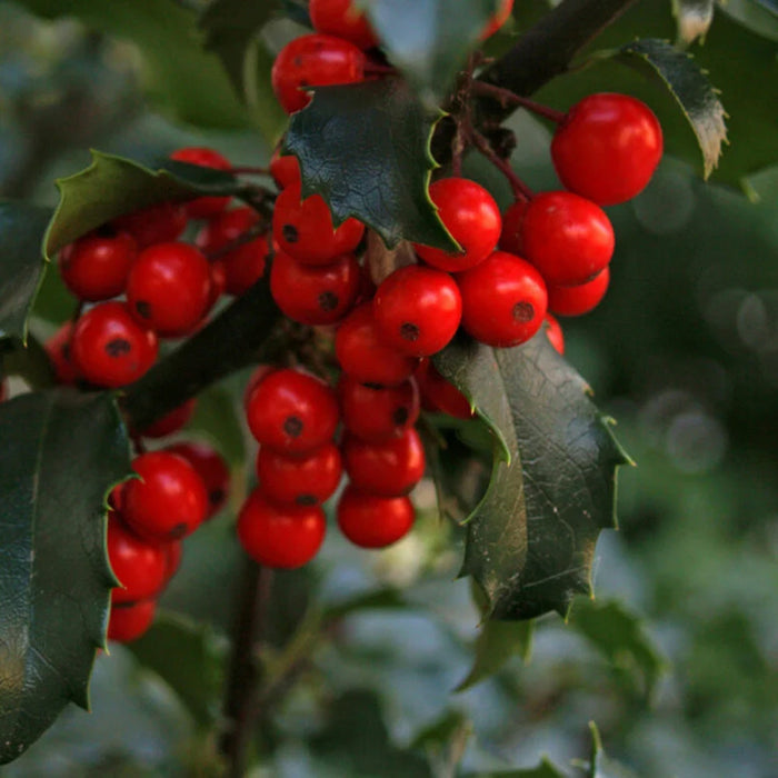 Cream Jar Candle - Holly & Ivy