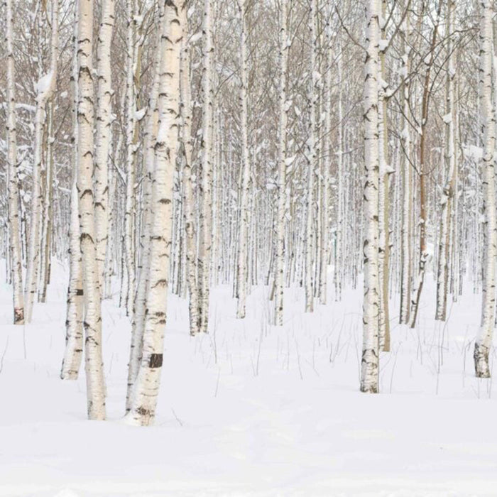 Cream Jar Candle - Silver Birch