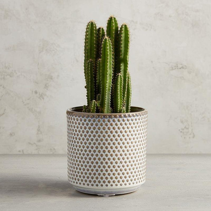 Dotted Planter - Size: Large, Large