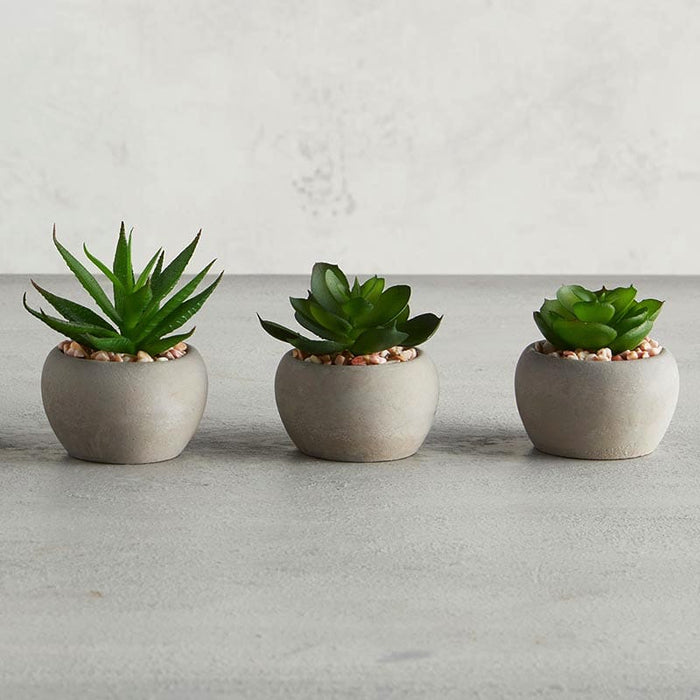 Succulent Set Mini