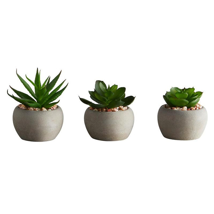 Succulent Set Mini