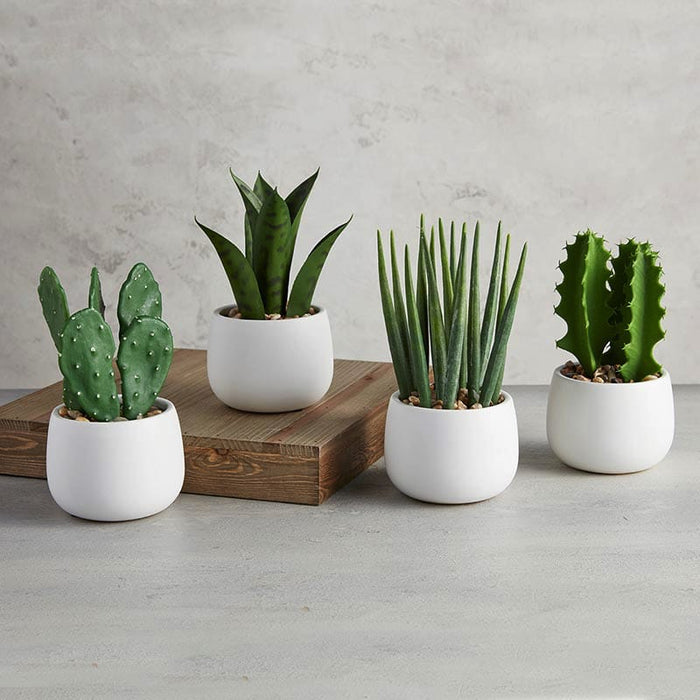 White Pot Cactus Set