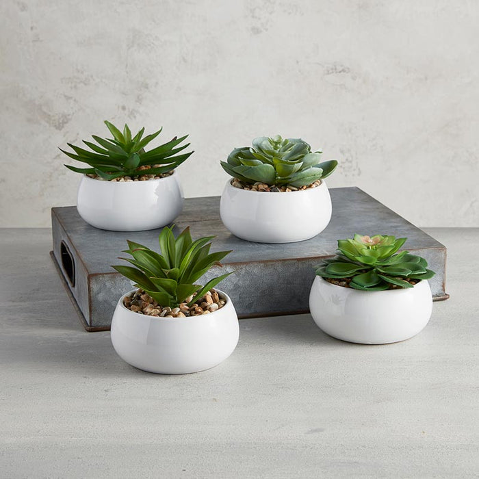 Succulent In White Pot - Petras Perle