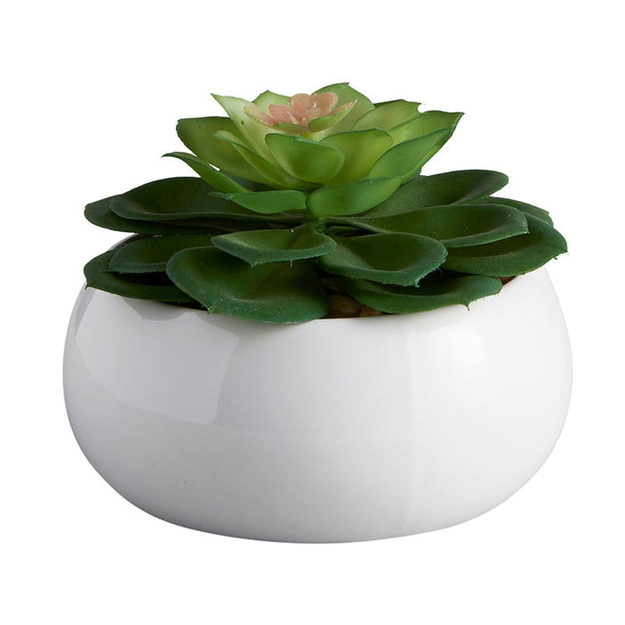 Succulent In White Pot - Petras Perle