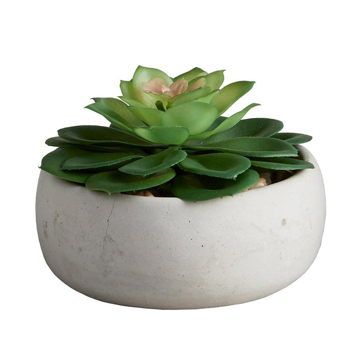 Succulent In Grey Pot - Petras Perle