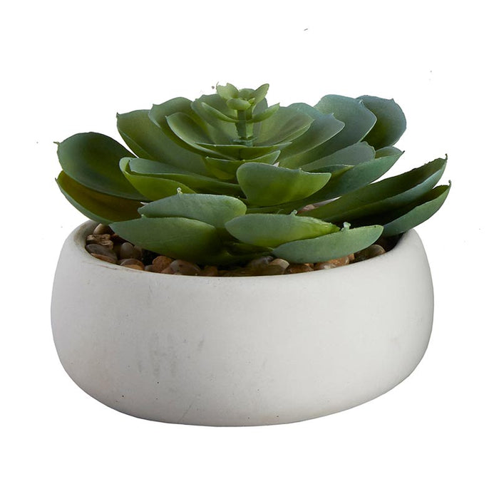 Succulent In Grey Pot - Elegans