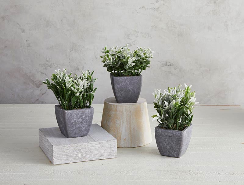 Mini Plants In Porcelain Pot - Set Of 3