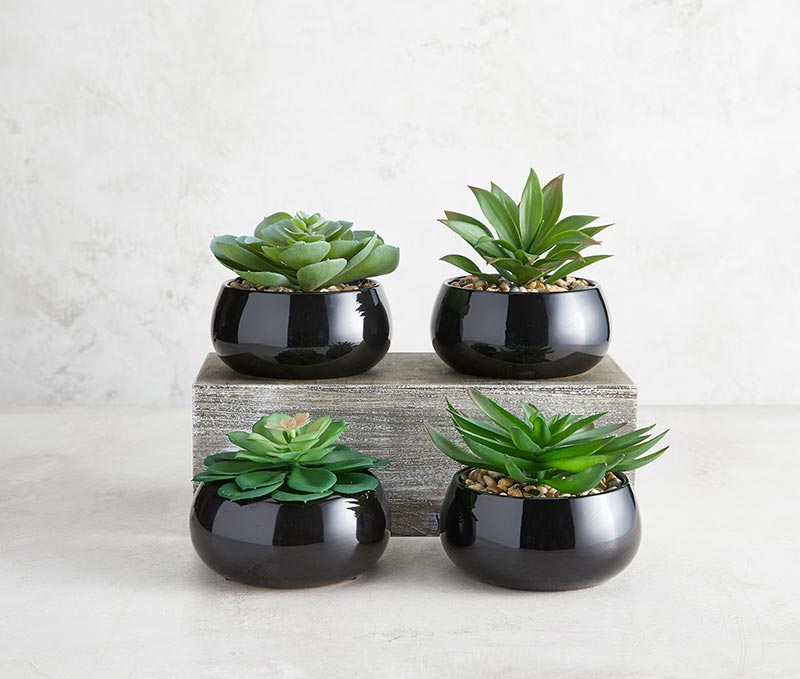 Succulent In Black Pot - Nodulosa