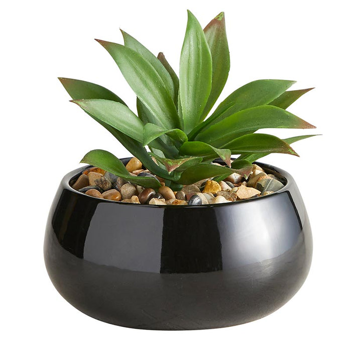 Succulent In Black Pot - Nodulosa