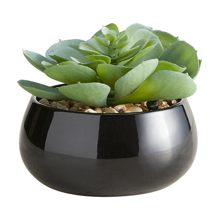 Succulent In Black Pot - Elegans