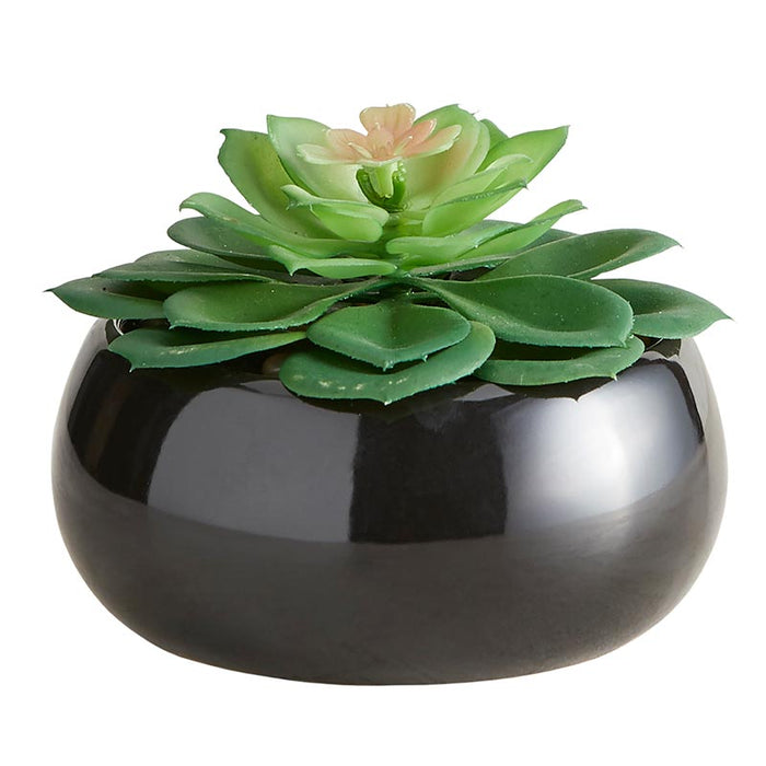 Succulent In Black Pot - Petras Perle