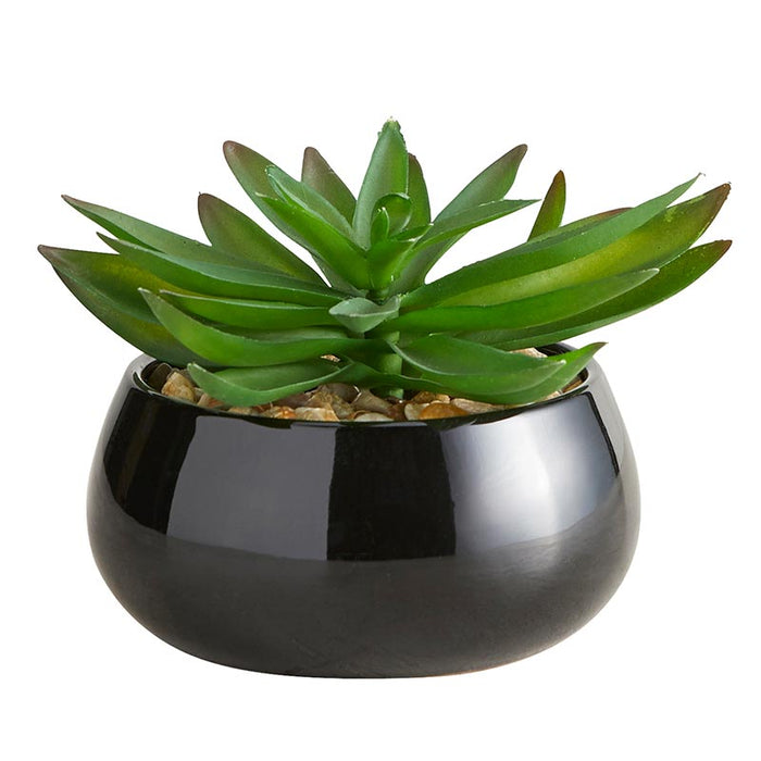 Succulent In Black Pot - Crassula