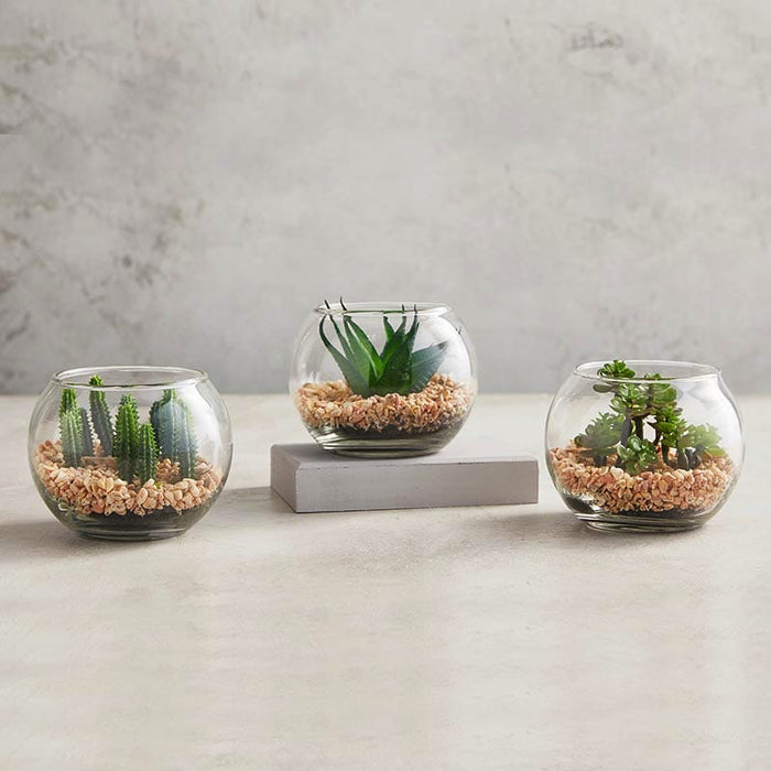 Succulent In Glass Pot - Set Of 3