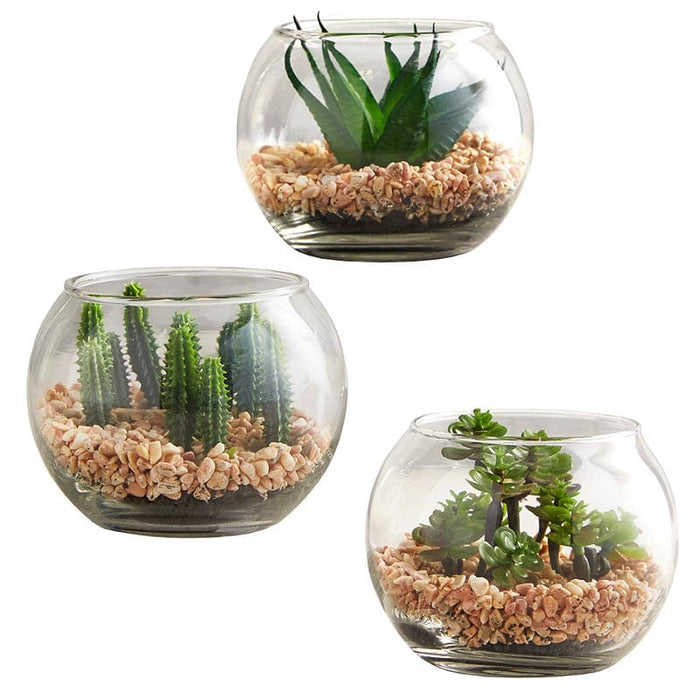 Succulent In Glass Pot - Set Of 3