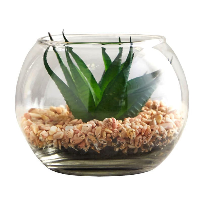 Succulent In Glass Pot - Set Of 3