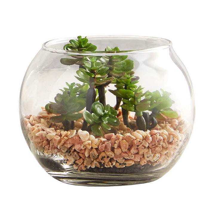 Succulent In Glass Pot - Set Of 3