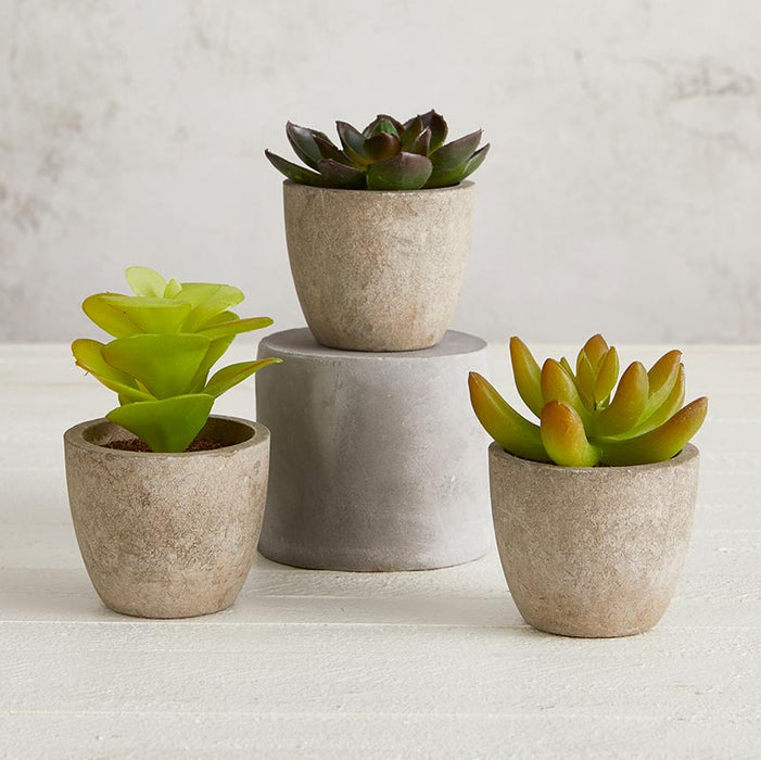 Succulent In Cement Pot - (Set Of 3)