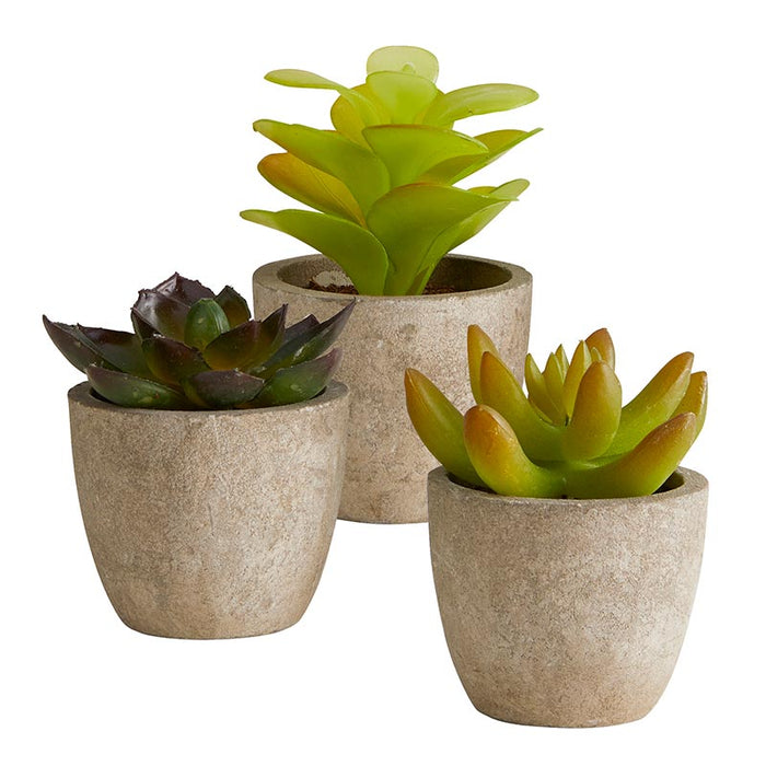 Succulent In Cement Pot - (Set Of 3)