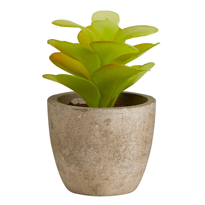 Succulent In Cement Pot - (Set Of 3)