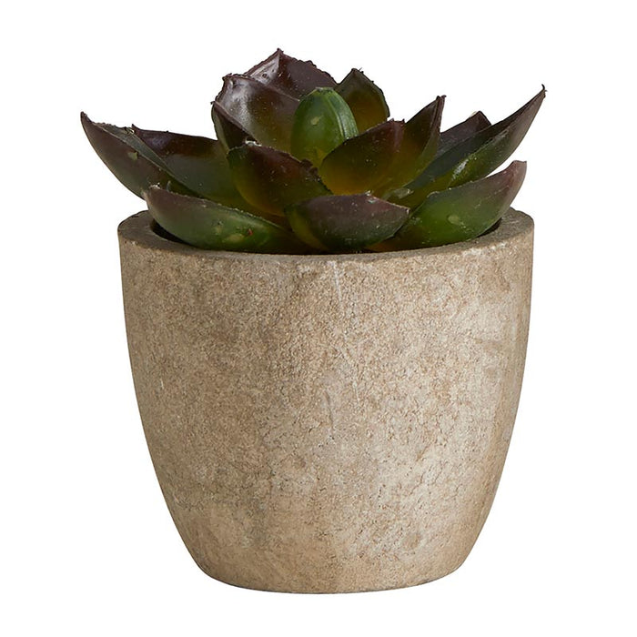 Succulent In Cement Pot - (Set Of 3)