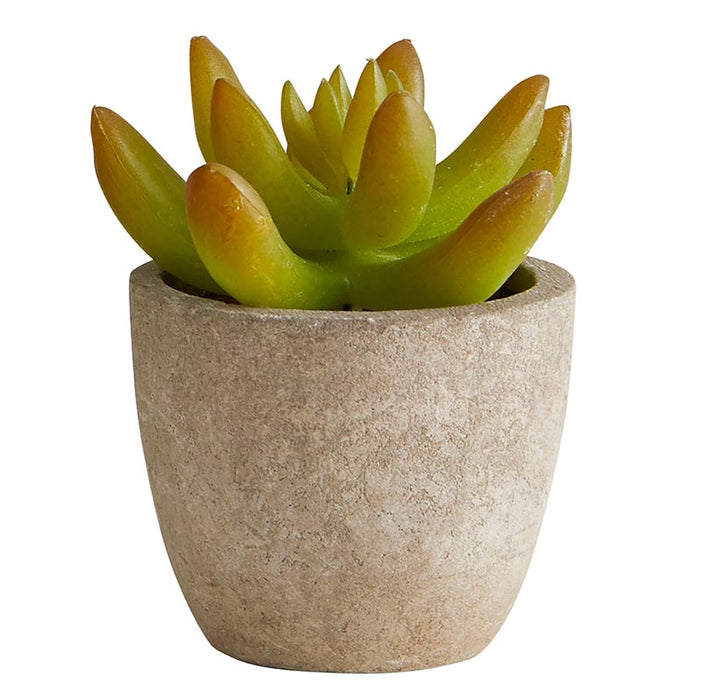 Succulent In Cement Pot - (Set Of 3)