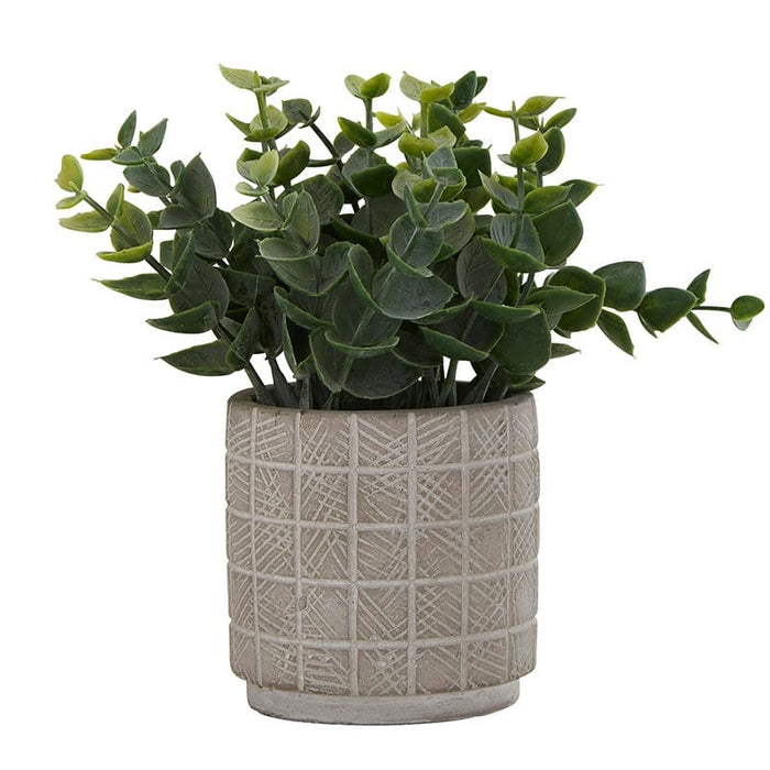 Eucalyptus In Cement Pot