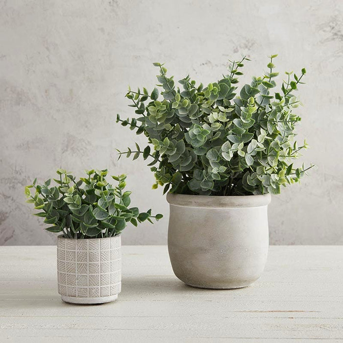 Eucalyptus In Cement Pot