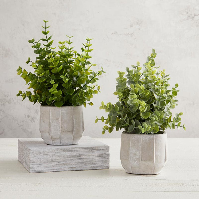 Eucalyptus In Cement Pot