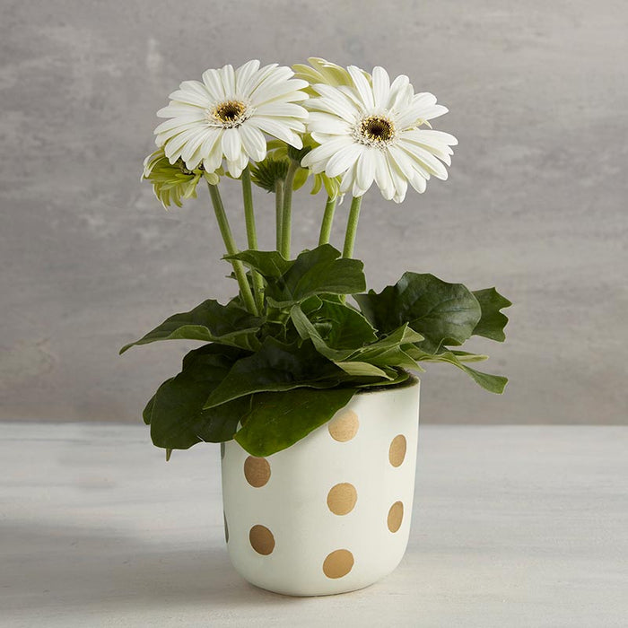 Golden Dots Flower Pot